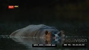 Hippo in water dark background