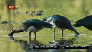 Flock of spur-winged goose feeding heads underwater