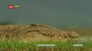 Crocodile out of water looking around