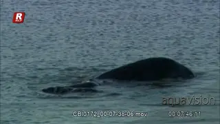 Two Sea Otters floating on their back while feeding on aquatic foods and twisting and.