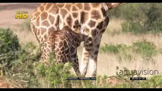 New born Giraffe suckling from her mother during daytime.