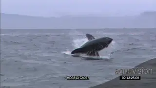 Great White Shark (Carcharodon carcharias), breach water and take seal decoy WS AW