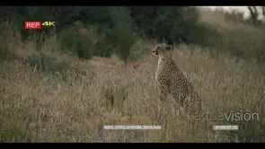 tracking shot of adult cheetah acinonyx on the lookout for prey