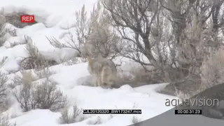 Gray Wolf walking looking around and hunting on snowy prairie LS PAN