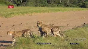 A Coalition of Cheetahs [3] Scouting and Hunting GOOD LIGHT