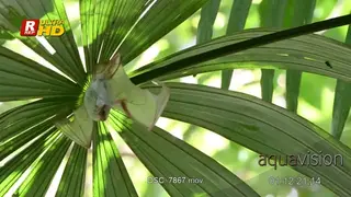Northern Ghost bat (Diclidurus albus ) hanging under palm leaves and spreading wings.