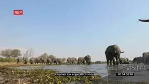 Spectacular low angle footage of elephants drinking at waterhole
