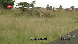 Zebra herd looking at a Cheetah approaching