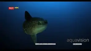 CU of a sunfish mola ramsayi