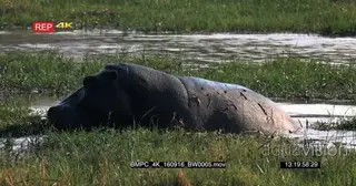 A large hippo chases a bird away while resting inside water