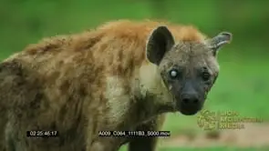 Close up shot of spotted Hyena with one white blind eye standing facing towards camera