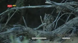 Spotted eagle owl on the ground