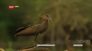 Hamerkop perched flapping wings