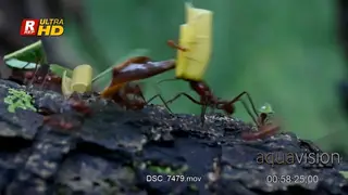 Leafcutter ants (Atta sp.) carrying pieces of leaves over a treestump in the rainforest.
