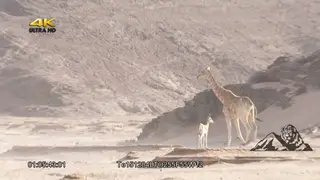 Giraffe running past springbok then walks out of frame DRY MLS PAN