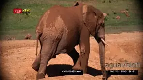 African Elephant Bull standing and Walks out of Frame MS
