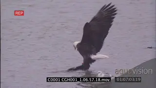 Bald eagle pulling a salmon out of shallow water to the bank FF
