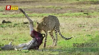 Adult Cheetah dragging its hunted Zebra carcass.