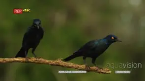 Gloosy starling pair on a branch one flies off another one lands