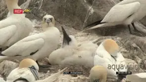 Northern gannet chick on nest with adult watching