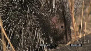 Cape Porcupine with quills raised foraging patrolling scouting around at NIGHT