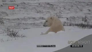 Polar bear rolling in snow digging searching