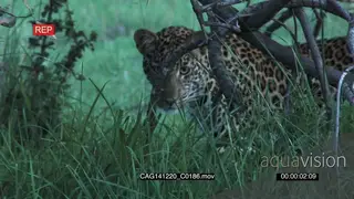 Leopard standing moving and looking around on bushveld MLS HAND