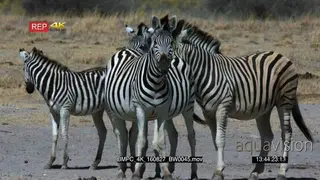 Zebra herd standing in front of camera