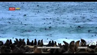 Tilt shot of hundreds of the cape fur seal colony at cape cross Namibia frolicking in the.