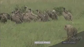 Young cheetah face off with White-backed Vultures Defensive display