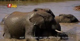 Dominance display of two African Elephant calf play fighting inside water, during daytime.