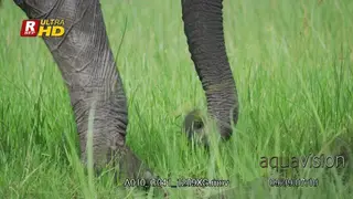 African Elephant Close Up standing, showing its horns.