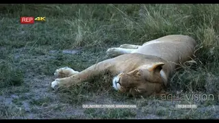 Lioness rubbing eye with its paw and the flopping down on the grass