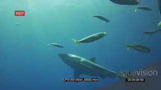 Large Great White Shark underwater in deep blue ocean UW PAN HAND