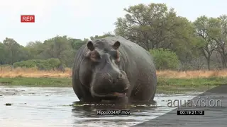 Bull hippo yawning WS