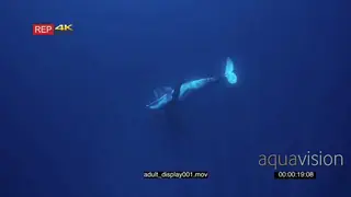 Male and female Humpback whales in courtship display UW WS