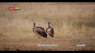 close up shot of three white-backed vultures.