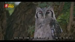 Close up shot of giant eagle owl grooming