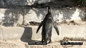 African Penguins at Boulders Beach, with beachgoers and bathers