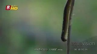 Millepede crawling on a tree branch outdoor during daytime.