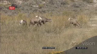 A herd of Bighorn sheep's walking, standing and grazing WS