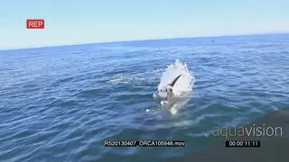 A pod of Killer Orca whales hunting HAND AmCam