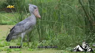 Shoebill standing in a swamp looking around WS