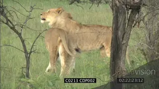 Lioness greet young male Lions, MS
