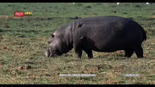 Hippo eating grass while oxpeckers feeding on hippo skin