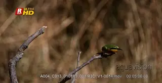 Little bee-eater perched on a branch, searching and looking around.