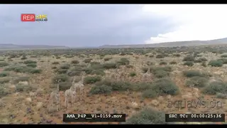 Aerial Drone over bush veld Giraffe herd general behaviour
