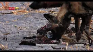 African Wild Dogs at a fresh Impala Kill, feeding and tearing at flesh MCU