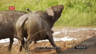 Cape Buffalo bulls fighting GOOD LIGHT