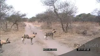 Warthog alerted look defensively getting into burrow backwards as African Wild dog pack.